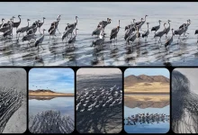 thumbs b c 6f9ac7d0f9ab52be54f8e