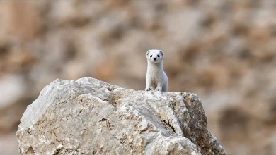 مشاهده گونه نادر راسو سفید در وان ترکیه