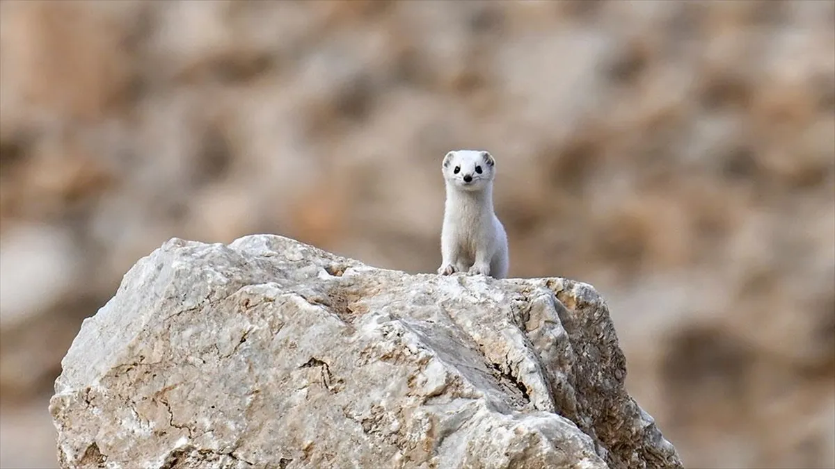 مشاهده گونه نادر راسو سفید در وان ترکیه