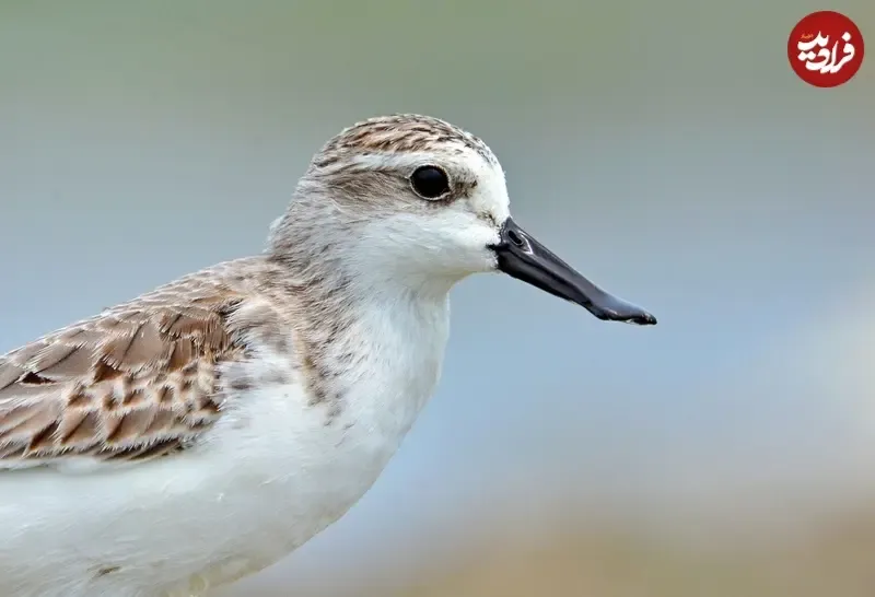 آبچلیک نوک‌قاشقی