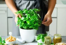 آموزش کاشت و نگهداری بادام هندی در گلدان