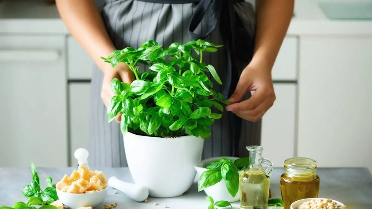 آموزش کاشت و نگهداری بادام هندی در گلدان