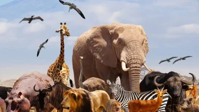 آیا همۀ حیوانات را می توان اهلی کرد؟