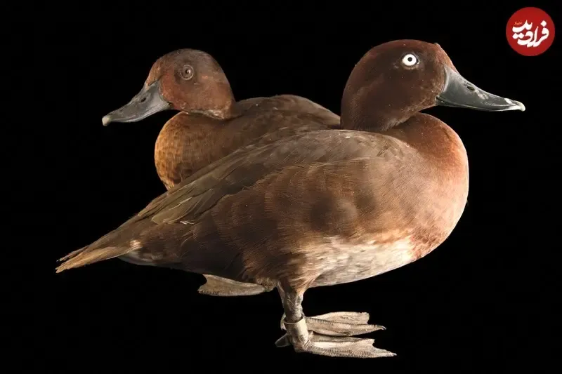 اردک سرحنایی ماداگاسکاری