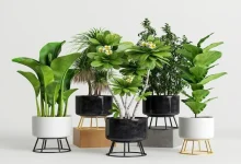 این ۶ نشانه‌ یعنی باید گیاه آپارتمانی‌ تان را دور بیندازید