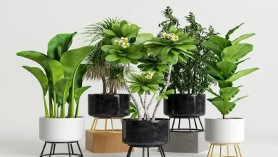 این ۶ نشانه‌ یعنی باید گیاه آپارتمانی‌ تان را دور بیندازید