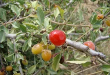 بلالوک؛ میوه ای جنگلی برای تسکین درد مفاصل و درمان کمر درد