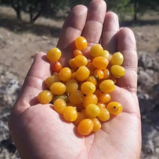 بلالوک؛ میوه ای جنگلی برای تسکین درد مفاصل و درمان کمر درد1