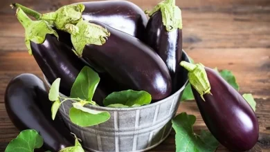 تاثیر شگفت انگیز بادمجان برای کاهش قندخون 3 تاثیر شگفت انگیز بادمجان برای کاهش قندخون