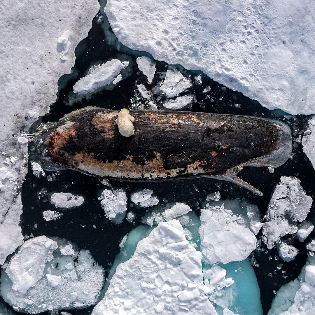 تصاویر برگزیده نشنال جئوگرافیک ۲۰۲۵