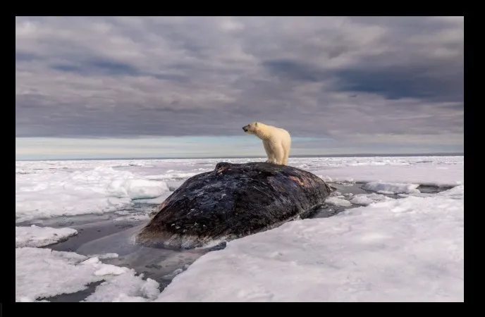تصاویر برگزیده نشنال جئوگرافیک ۲۰۲۵2