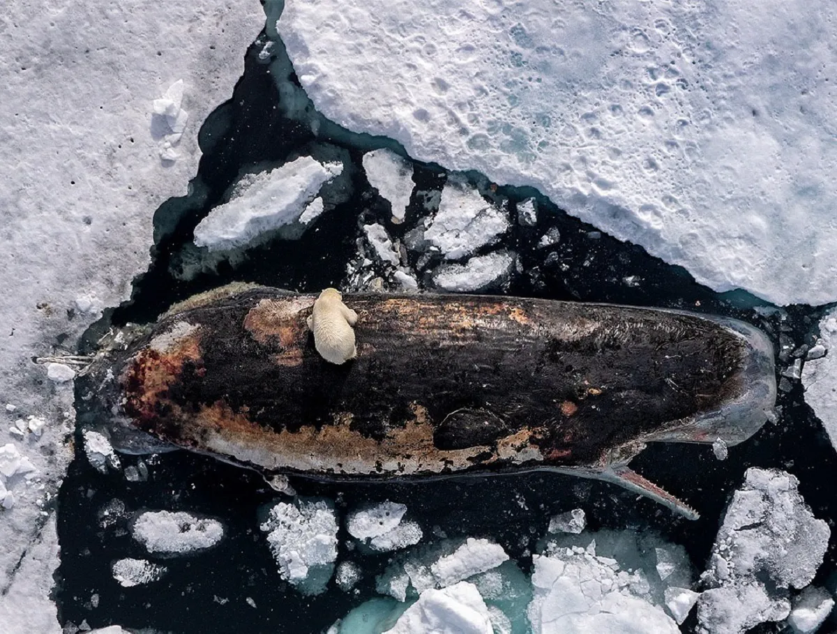 تصاویر برگزیده نشنال جئوگرافیک ۲۰۲۵3