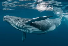 گردوی دریایی