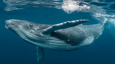 جانوری که به انسان کمک می کند تا 200 سال زنده بماند 5 جانوری که به انسان کمک می کند تا 200 سال زنده بماند