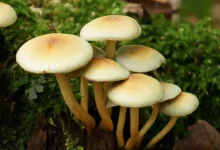 پروتئین گیاهی