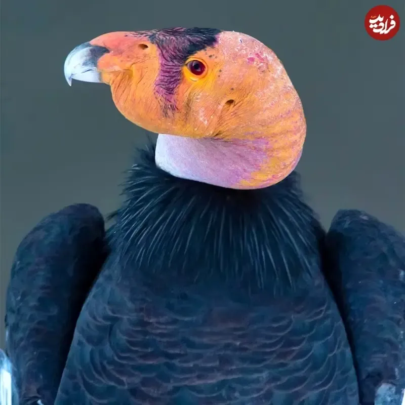 رخ‌کرکس کالیفرنیا