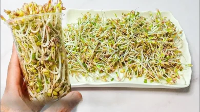 طرز تهیه ترشی جوانه ماش