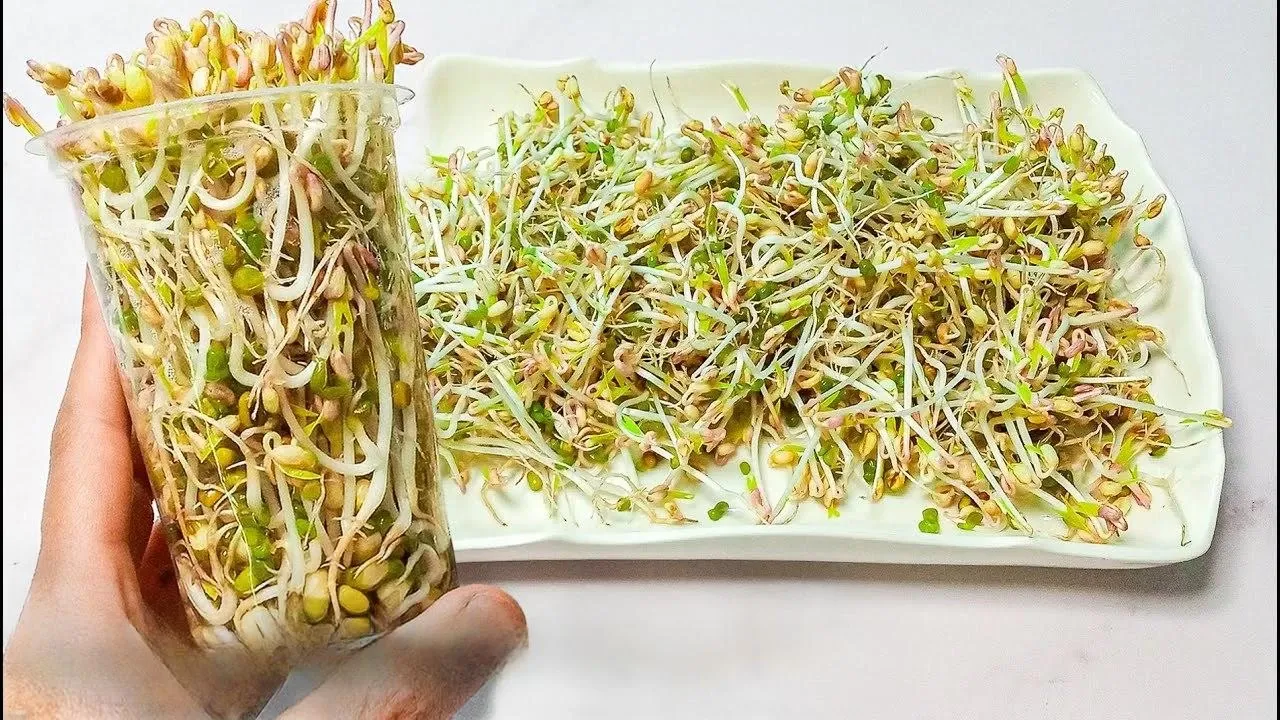 طرز تهیه ترشی جوانه ماش