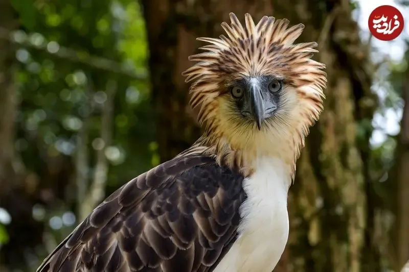 عقاب فیلیپین