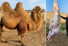 ویدئویی پربازدید از پخت یک شتر؛ غذای مورد علاقه فراعنه