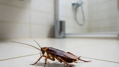 چند راهکار برای دور کردن سوسک ها از حمام4