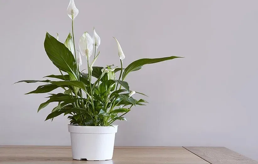 ۵ گیاه آپارتمانی اکسیژن ساز 2