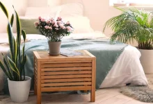 ۵ گیاه آپارتمانی اکسیژن ساز