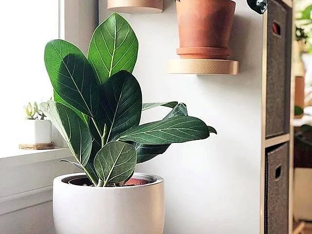 ۵ گیاه آپارتمانی اکسیژن ساز 3