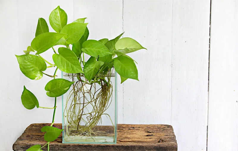 ۵ گیاه آپارتمانی اکسیژن ساز 4