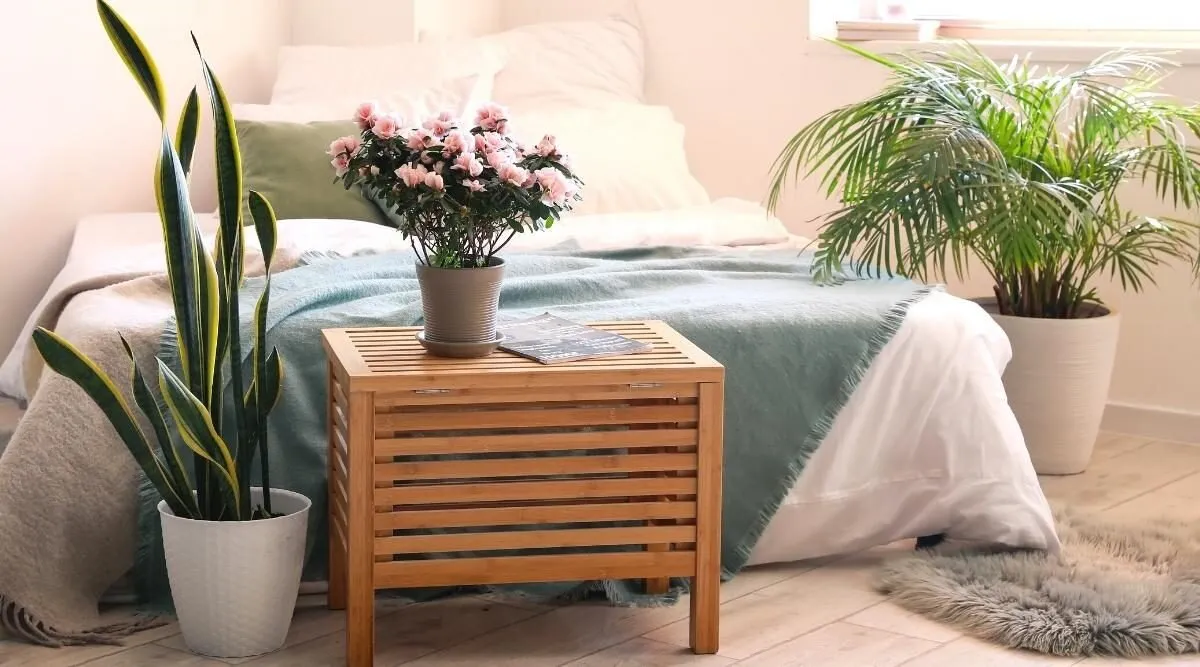 ۵ گیاه آپارتمانی اکسیژن ساز