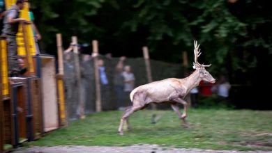 حفاظت و تکثیر گوزن‌های سرخِ در معرض خطر انقراض در استانبول