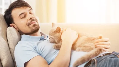 گربهها به مردان توجه بیشتری نشان میدهند 3 5 41