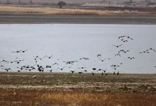 دریاچه سد جیپ؛ زیستگاه جذاب پرندگان