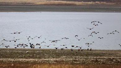 دریاچه سد جیپ؛ زیستگاه جذاب پرندگان