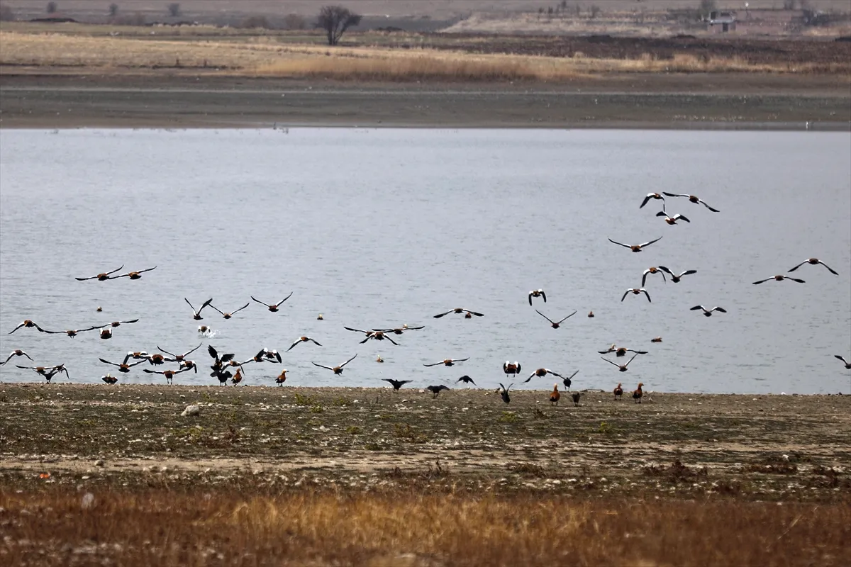 دریاچه سد جیپ؛ زیستگاه جذاب پرندگان