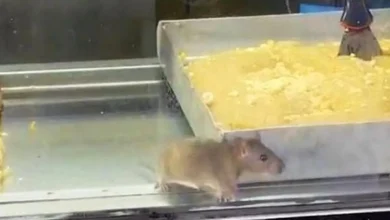 بورک با چاشنی موش در ازمیر