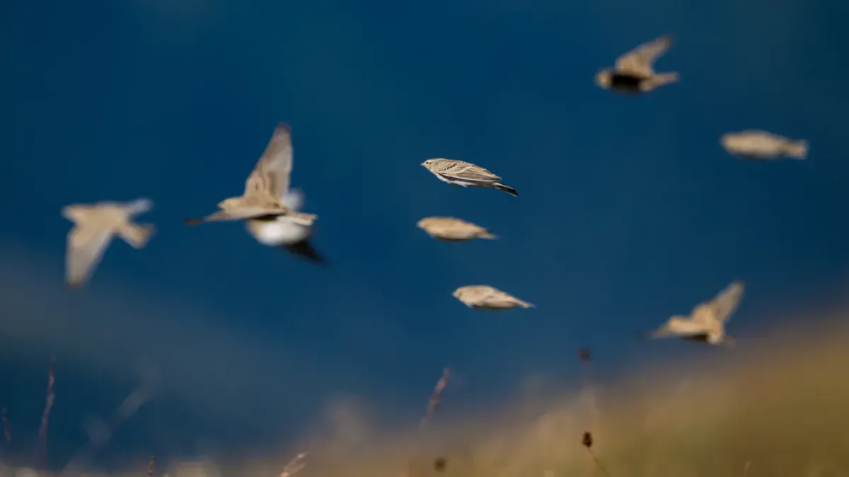 کوه اویت با طبیعت بکر و حیات‌وحش غنی