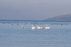 بازگشت دوباره زندگی به دریاچه بافا(عکس) 4 bafada dogal yasam yeniden canla