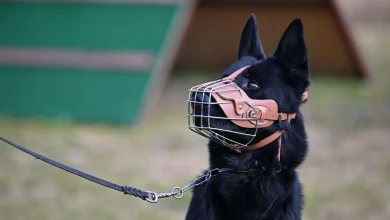 هشدار یک کارشناس تربیت سگ درباره نژادهای ممنوعه در ترکیه