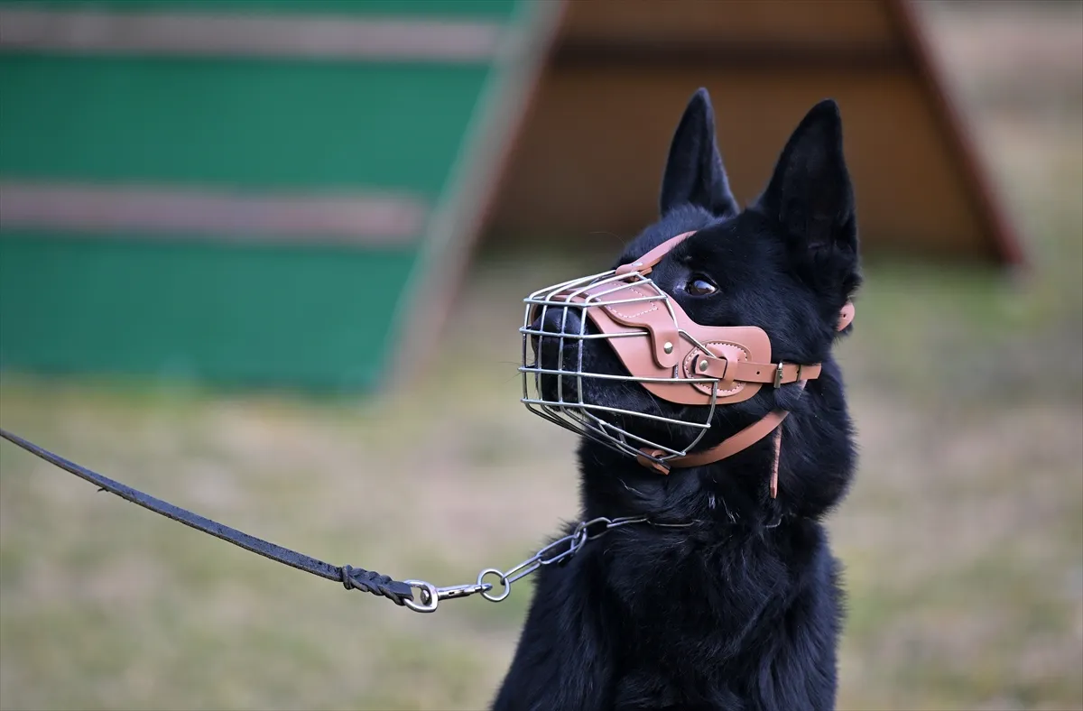 هشدار یک کارشناس تربیت سگ درباره نژادهای ممنوعه در ترکیه