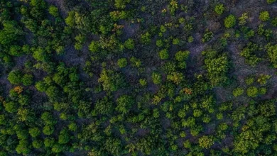 افزایش وسعت جنگل‌ ها