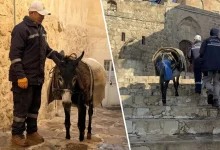 الاغ ‌های شهرداری ماردین بازنشسته می‌شوند