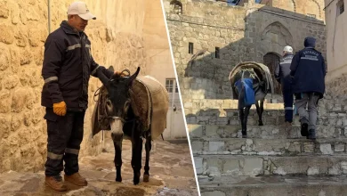 الاغ های شهرداری ماردین بازنشسته میشوند