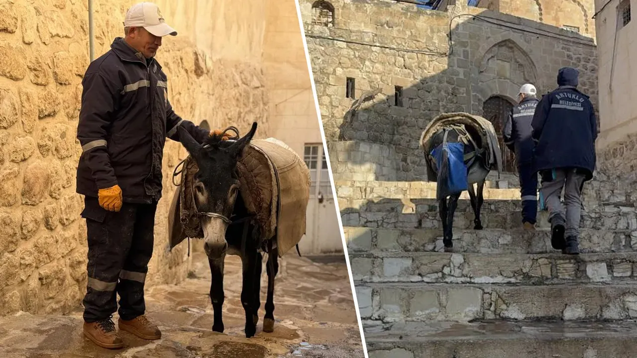 الاغ های شهرداری ماردین بازنشسته میشوند