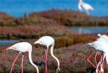 تجمع پرندگان مهاجر در تالاب توزلا در میلاس