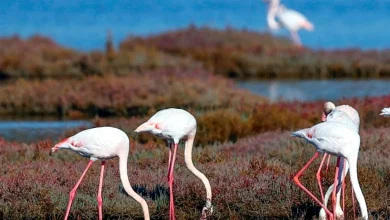 تجمع پرندگان مهاجر در تالاب توزلا در میلاس