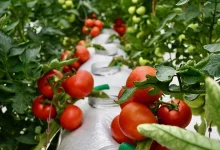 تولیدات کشاورزی ارگانیک