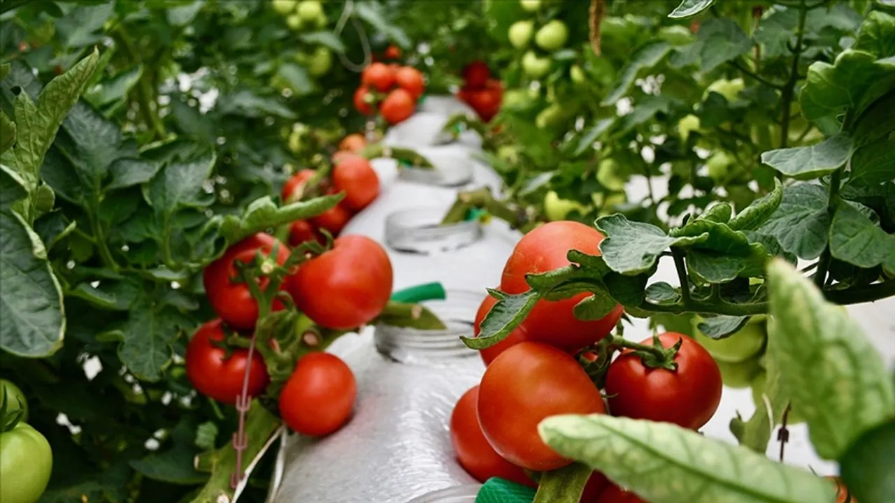 تولیدات کشاورزی ارگانیک