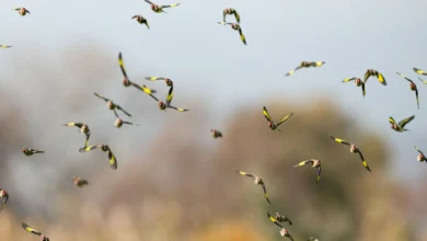 پرواز جمعی سهره‌ها در دشت‌های بورسا