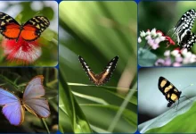 کشف دنیای شگفت‌انگیز پروانه‌ها